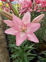 [5064 Moleto No01.JPG]